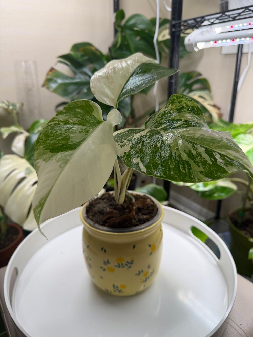 Monstera Albo Borsigiana Highly Variegated Rooted US Seller Exact Plant 5” Pot